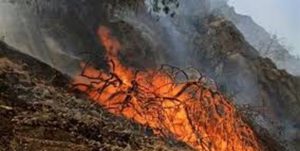آتش‌سوزی در ۱۵ هکتار از مراتع و جنگل‌های «گاچال» کوهدشت/ حریق اطفاء شد