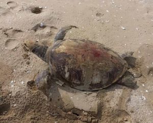 فعالیت شیلاتی علت مرگ ۲۸ لاک‌پشت در سواحل جاسک است