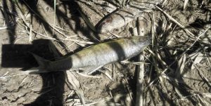مرگ و میر ۳ هزار قطعه ماهی در هورالعظیم صحت ندارد/ کاهش آبگیری تالاب‌ها در تابستان طبیعی است