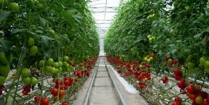 انعقاد تفاهم‌نامه همکاری بسیج و شرکت شهرک‌های کشاورزی برای طرح‌های گلخانه‌ای