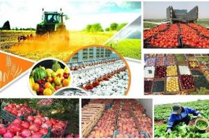 شکست کرونا با جهش صادرات محصولات کشاورزی در آذربایجان شرقی