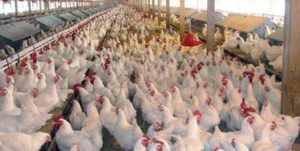 پرداخت تسهیلات با نرخ ترجیحی به مرغداران برای احیا و توسعه مرغ لاین آرین