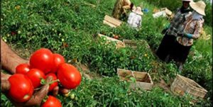 گوجه‌کاران گلستانی چشم انتظار تأمین اعتبار برای خرید مازاد محصولشان/ جای پای دلالان در کارخانجات رب گوجه‌فرنگی