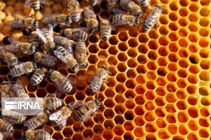 جهش ۱۱۶ درصدی تولید عسل با توسعه صنعت زنبورداری در اصفهان