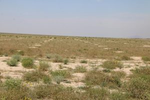 رنج خشکسالی بر زندگی و تولیدات دامی عشایر گلستان