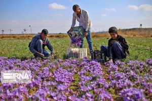 محرومیت زدایی و ایجاد سه هزار فرصت شغلی روستایی در استان مرکزی