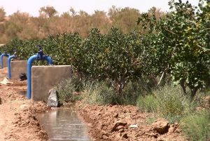 محصولات کشاورزی شهرستان فردوس متاثر از کمبود آب و برق