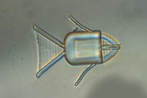 استفاده از ربات میکروسکوپی ماهی برای رساندن دارو به تومورها