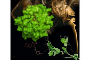 استفاده از پروتئین‌های گیرنده دود به عنوان حسگر هورمونی گیاهان