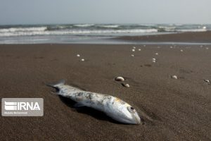 تغییرات آب و هوایی باعث کاهش اکسیژن اقیانوس‌ها و مرگ ماهی‌ها می‌شود