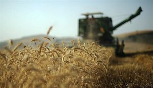 هدف‌گذاری تولید ۱۲.۵ میلیون تن گندم در سال زراعی جاری