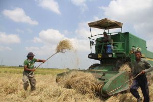 رشد ۱.۳ برابری تولیدات کشاورزی در دولت تدبیر و امید